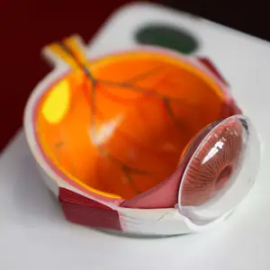 Image of a cross-section of a human eye model with detailed anatomy visible