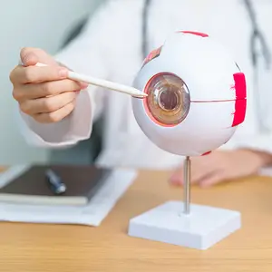 A doctor is demonstrating the anatomy of the eye with a model using a white pen.