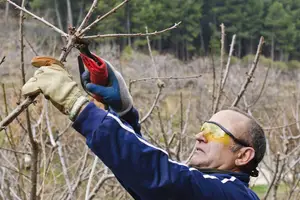 A man wearing goggles and gloves is cutting a branch of a tree with a tool.