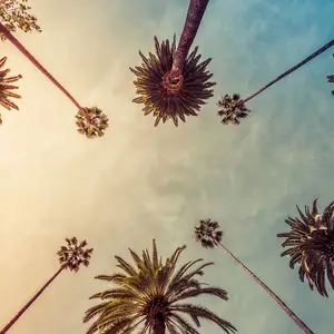 A collection of palm trees with a blue sky background with a golden hue