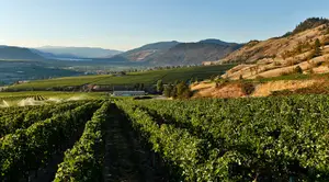 Vast vineyard in the valley with a building and trees and mountains in the background