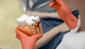 A dentist in orange gloves is holding a dental model and a dental instrument, probably doing a dental procedure.