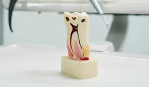 A model of a tooth is shown on a table in a room with a white wall.