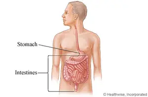 Diagram of the stomach and intestines in a human body