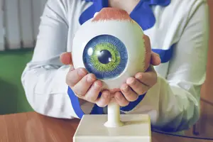 person holding a model of a human eye