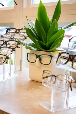 An image of eyeglasses on display in a store with a plant in the center.