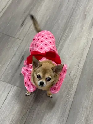 A small Chihuahua wearing a pink heart pattern with a red bow on a wooden floor.