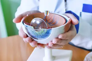 Doctor holding a human eye model with clear lens