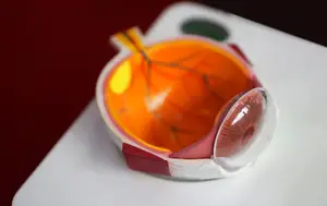 A model of a human eye with a clear lens and a red iris, placed on a white surface