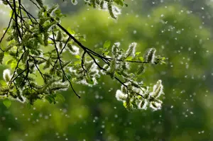 Tree branches with white cottony flowers are swaying in the wind in a forest area, with small white specks falling from them.
