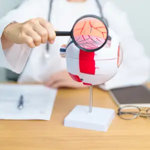 A doctor is examining a model of a human eye with a magnifying glass.