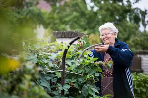 An elderly woman with white hair and glasses holds a rake and is tending to a garden of green plants